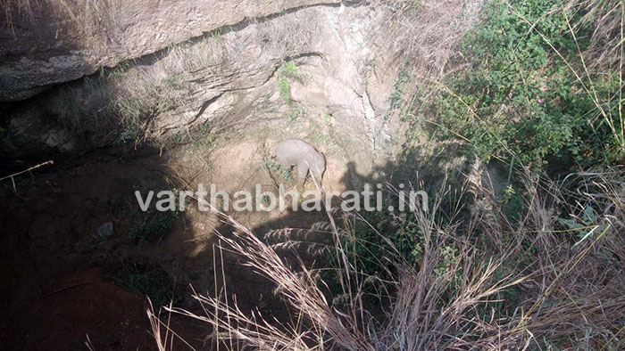 30 ಅಡಿ ಆಳದ ಗುಂಡಿಗೆ ಬಿದ್ದ ಆನೆಮರಿಯ ರಕ್ಷಣೆ